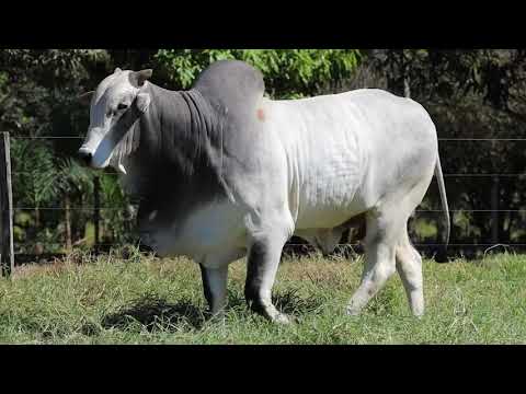 20º LEILÃO CABECEIRA DO ARAGUAIA - Central Leil�es